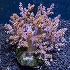 Kenya Tree Coral 